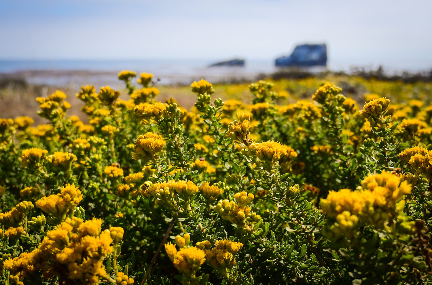 yellow flowers in a field