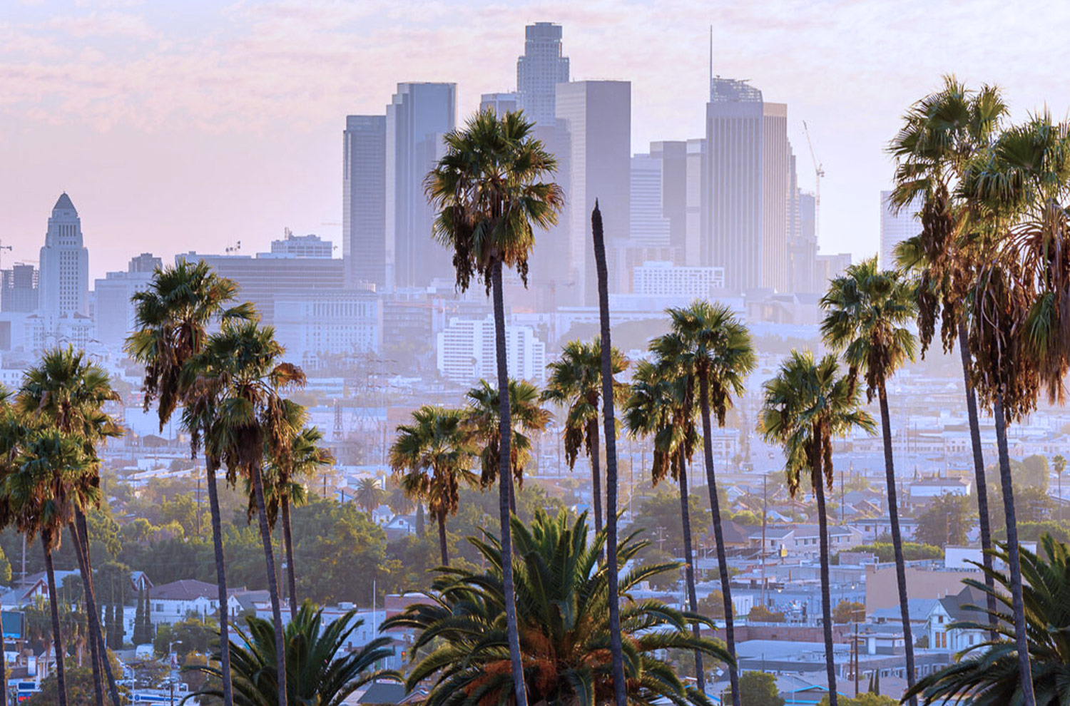 View of palm trees and a city skyline