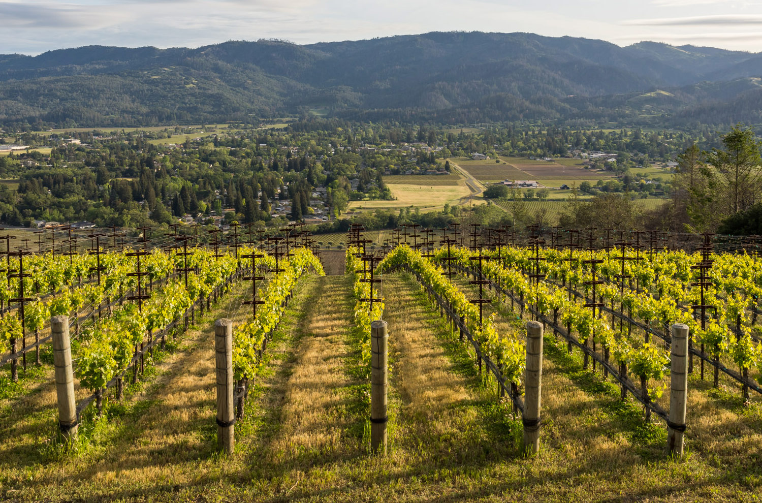 Vineyard in Napa California